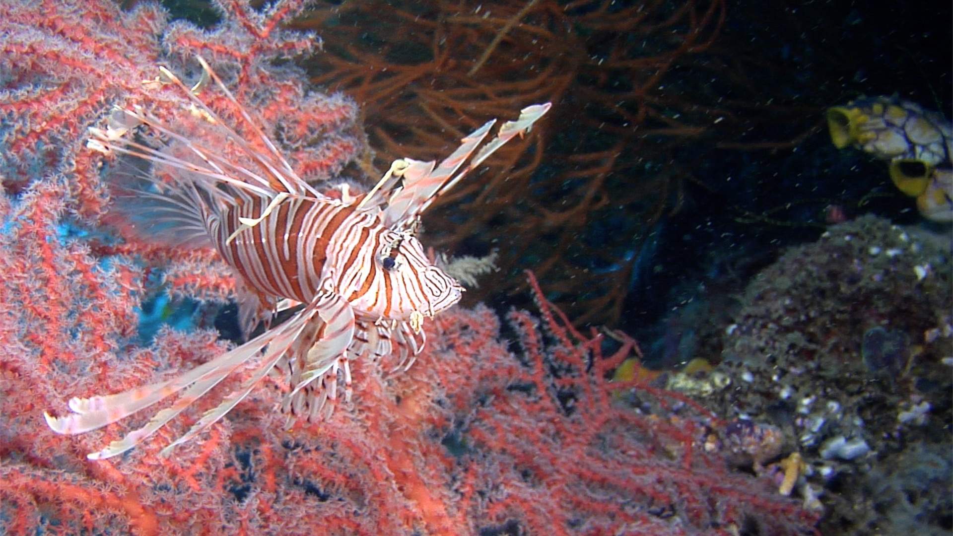 Andover Lionfish