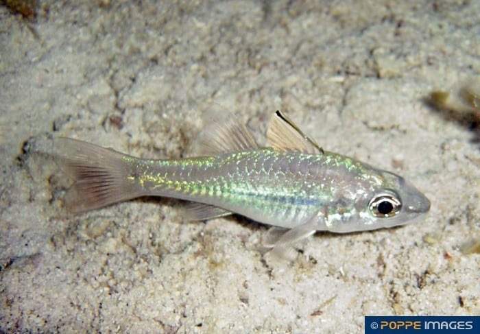 Bridled Cardinalfish