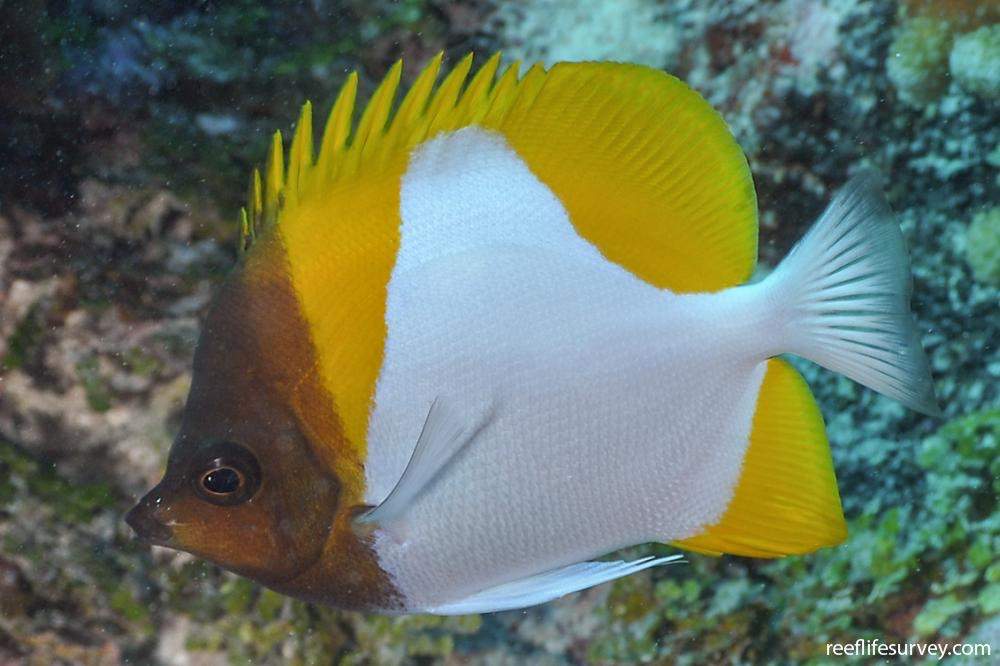Many-Spined Butterflyfish