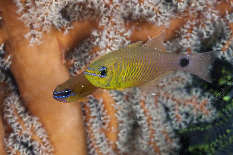 Ring-Tailed Cardinalfish