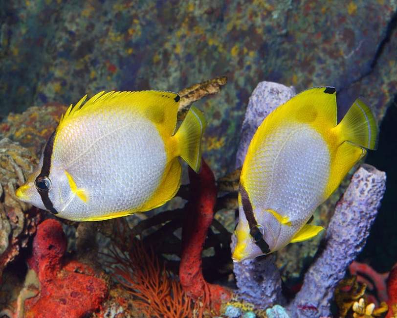 Spotfin Squirrelfish