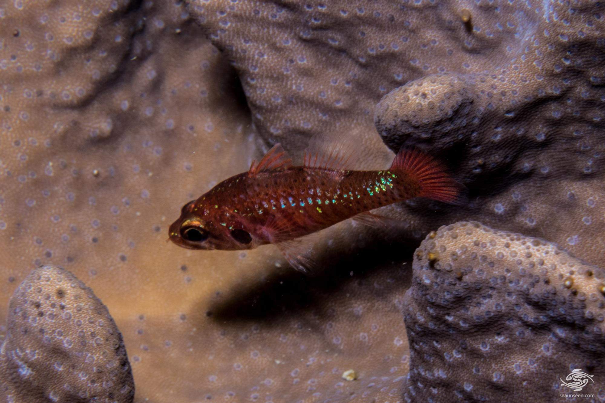 Marbled Cardinalfish