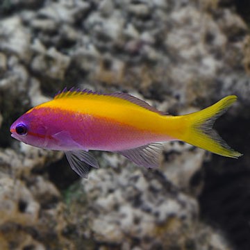 Yellowfin Anthias