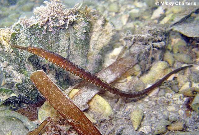 Sargassum Pipefish