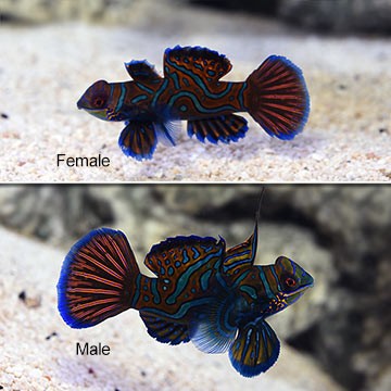 Green Mandarinfish