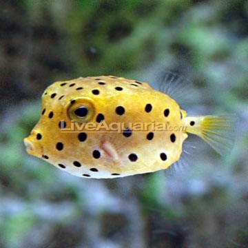 Yellow Boxfish