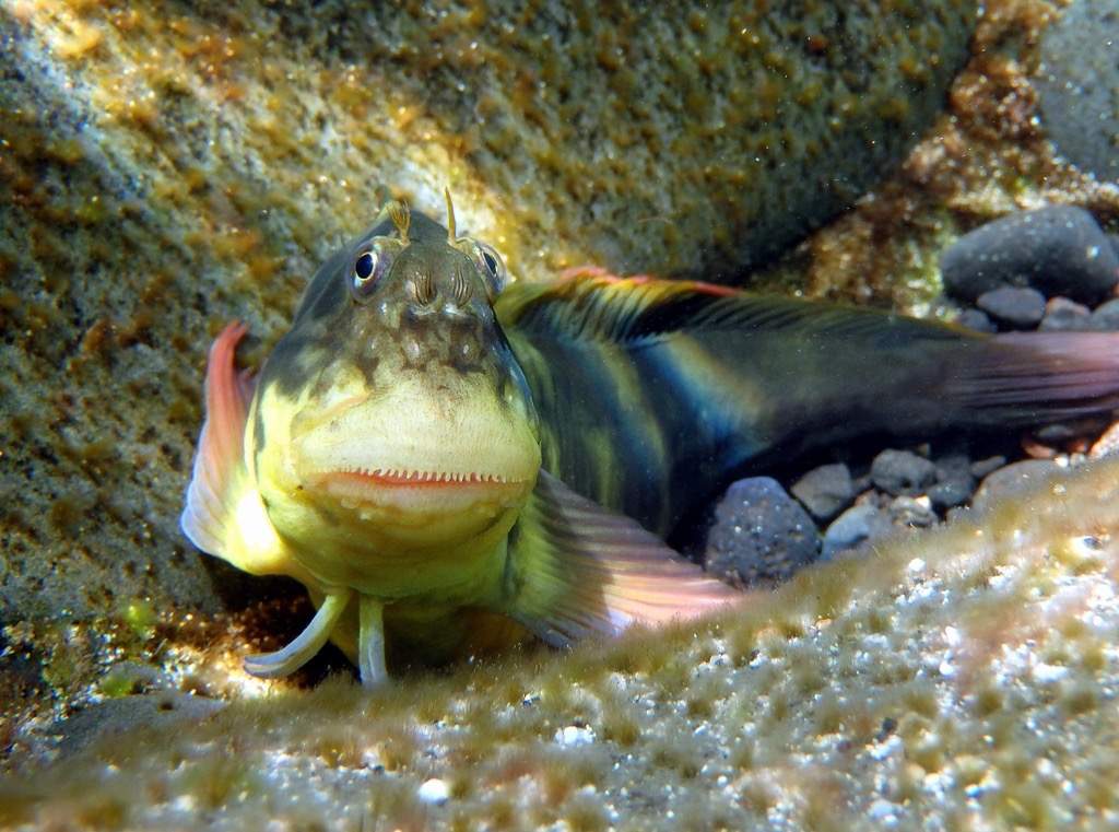 Redlip Blenny