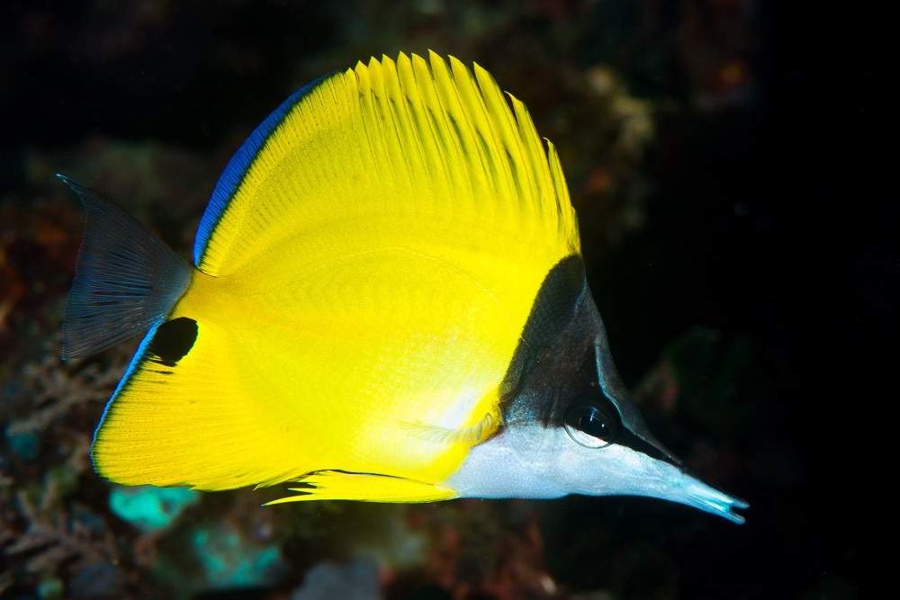 Long-Nosed Butterflyfish