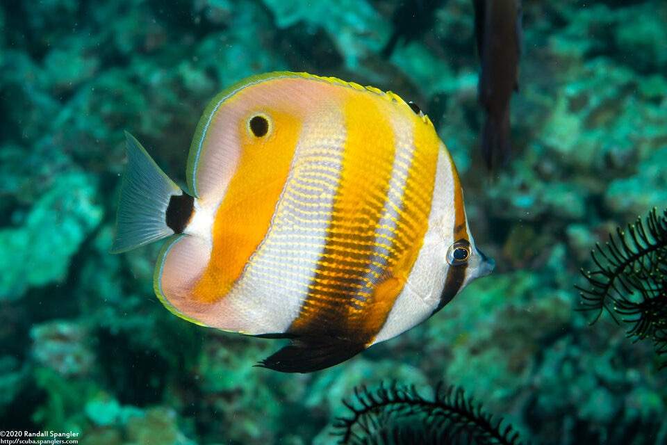 Golden-Girdled Coralfish