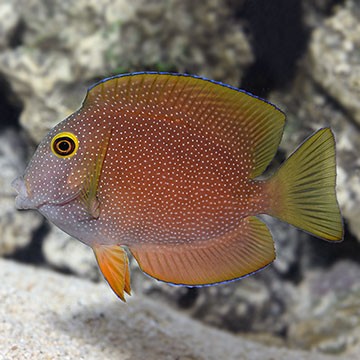 Indian Gold Ring Bristletooth Tang