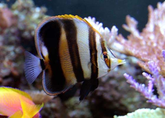 Mueller's Coralfish