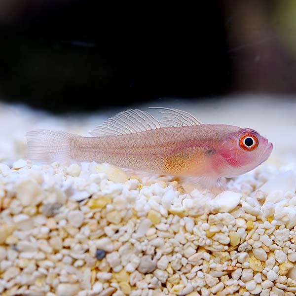 Biota Captive-Bred Starry Goby