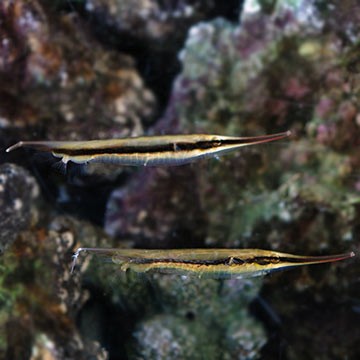Spotted Triggerfish