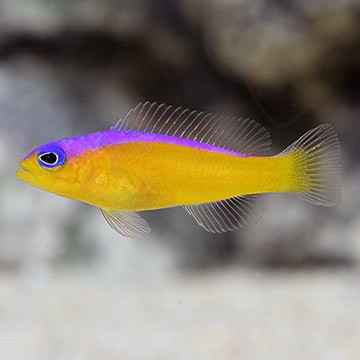 Double-Striped Dottyback