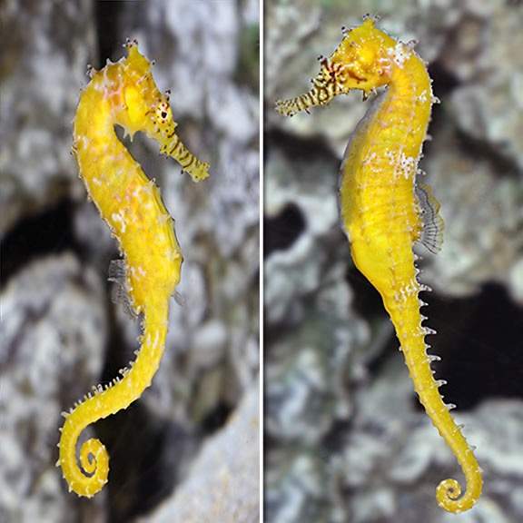 Barbour's Seahorse