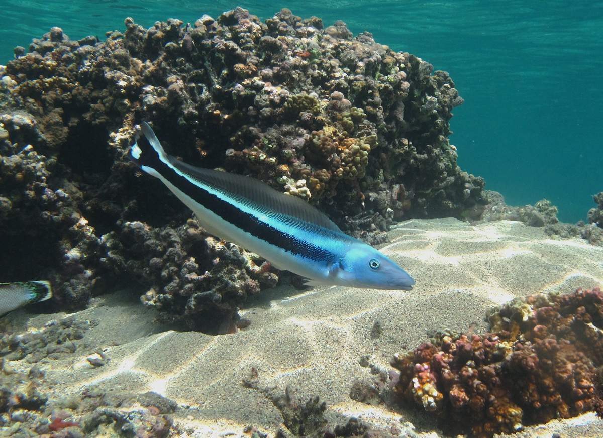 Blue Blanquillo