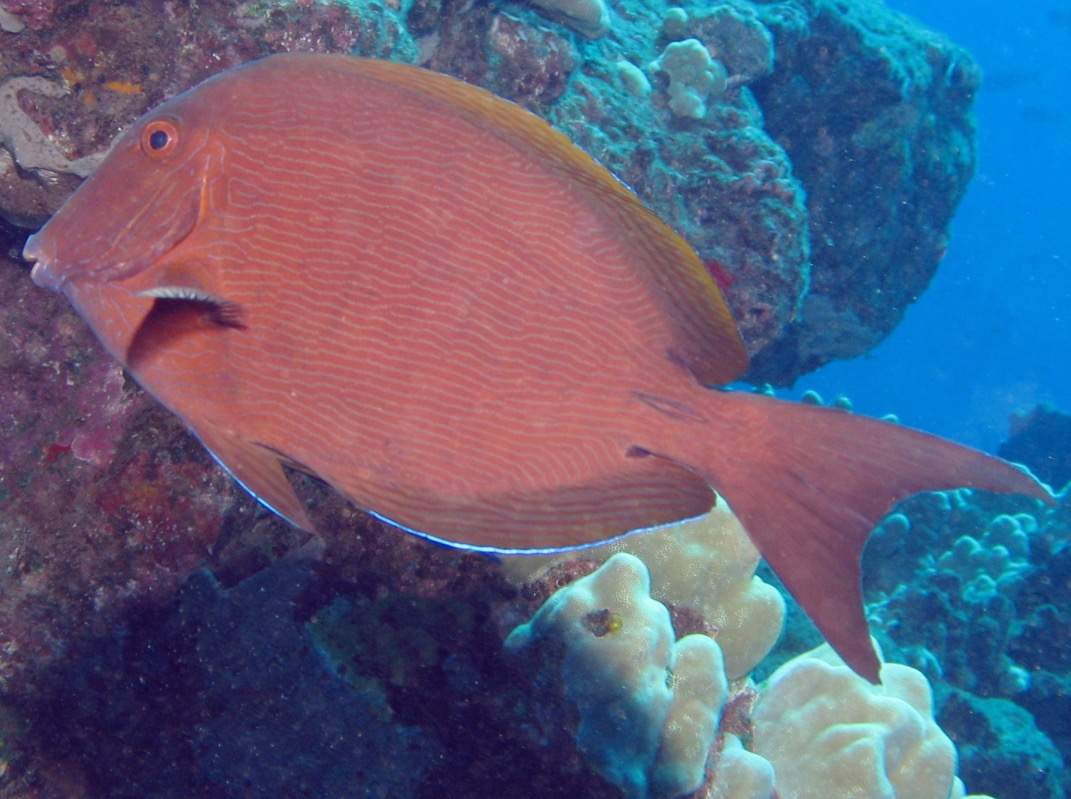 Blue-Lined Surgeonfish