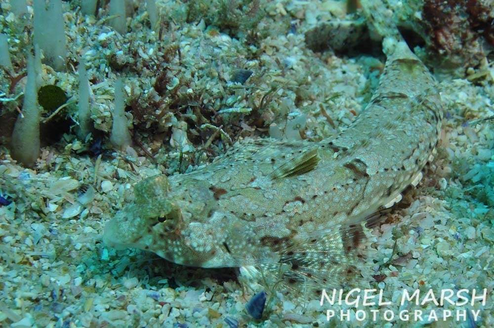 Goram Dragonet