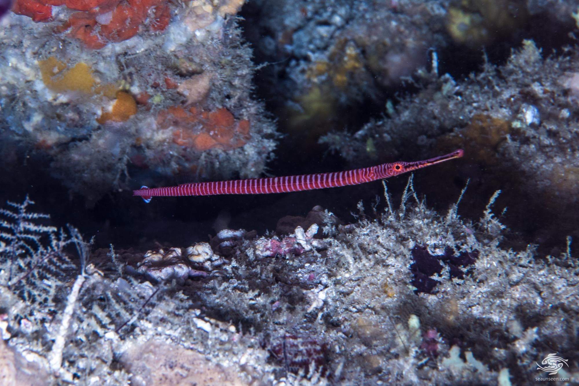 Many-Banded Pipefish