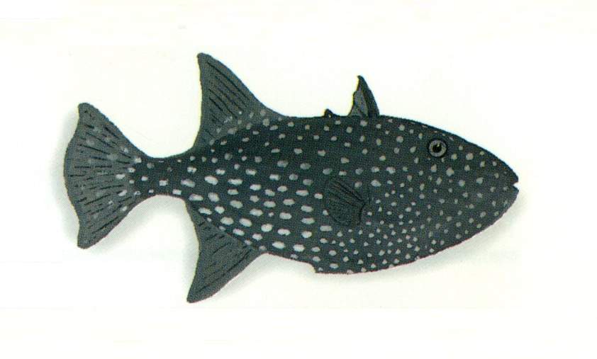 Spotted Oceanic Triggerfish