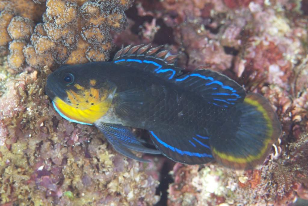 Crimsontip Longfin