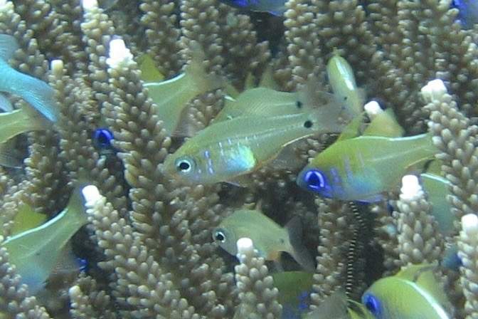 Fragile Cardinalfish
