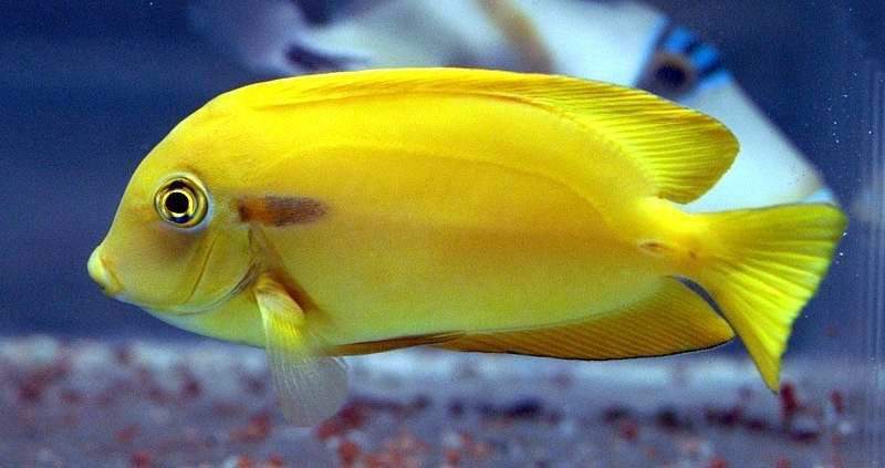 Orange-Band Surgeonfish