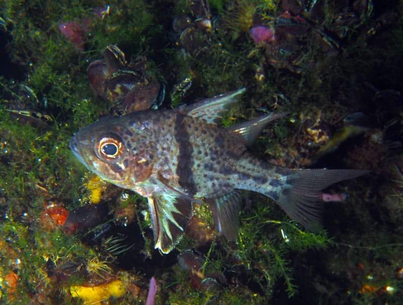 Orbicular Cardinalfish