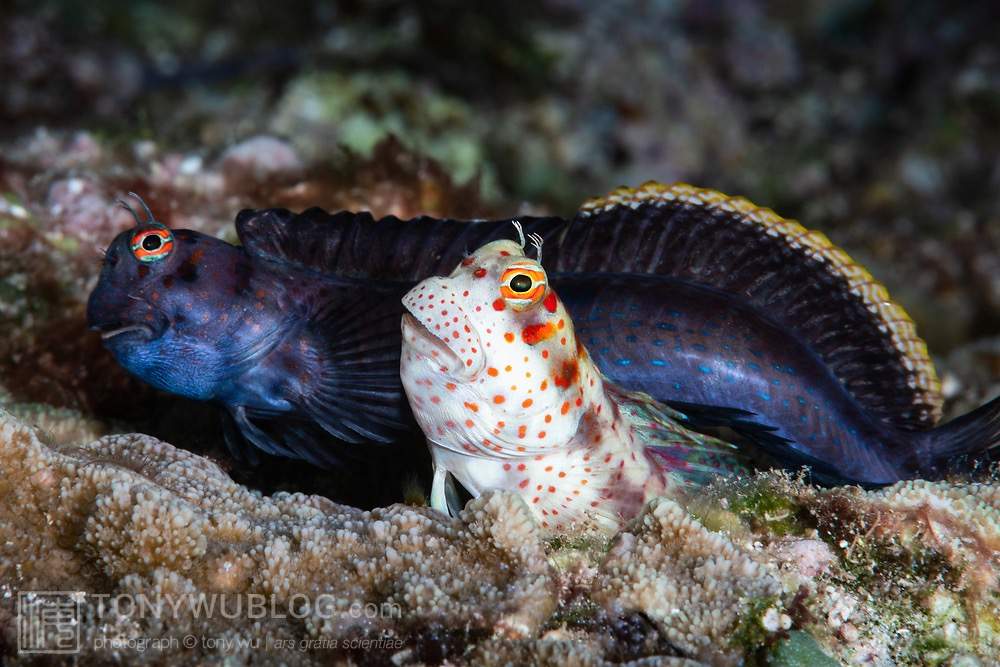 Red-Spotted Blenny