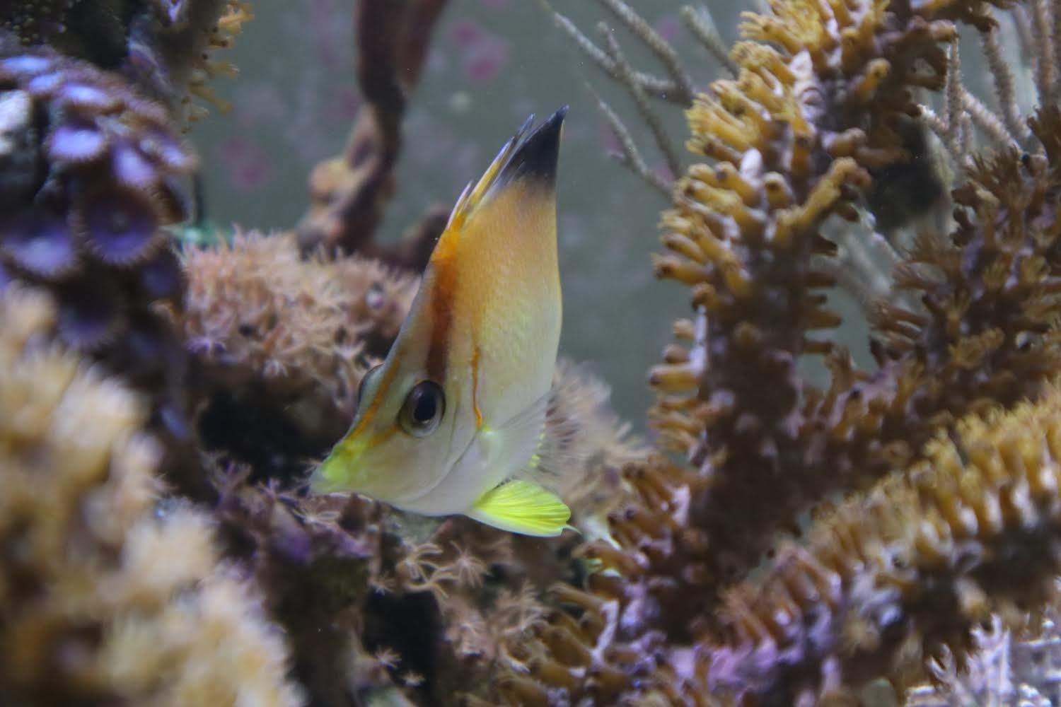 Longsnout Butterflyfish