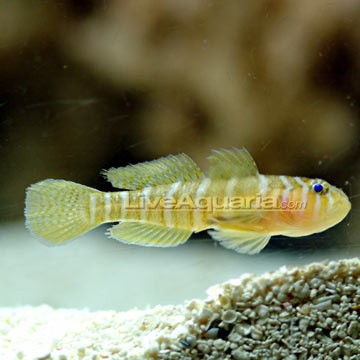 Glass Goby