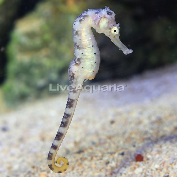 Tiger-Tail Seahorse