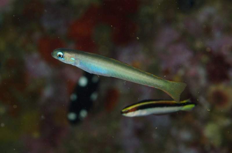 Lyre-Tail Dartfish