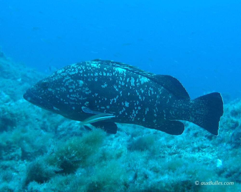 Darkfin Hind