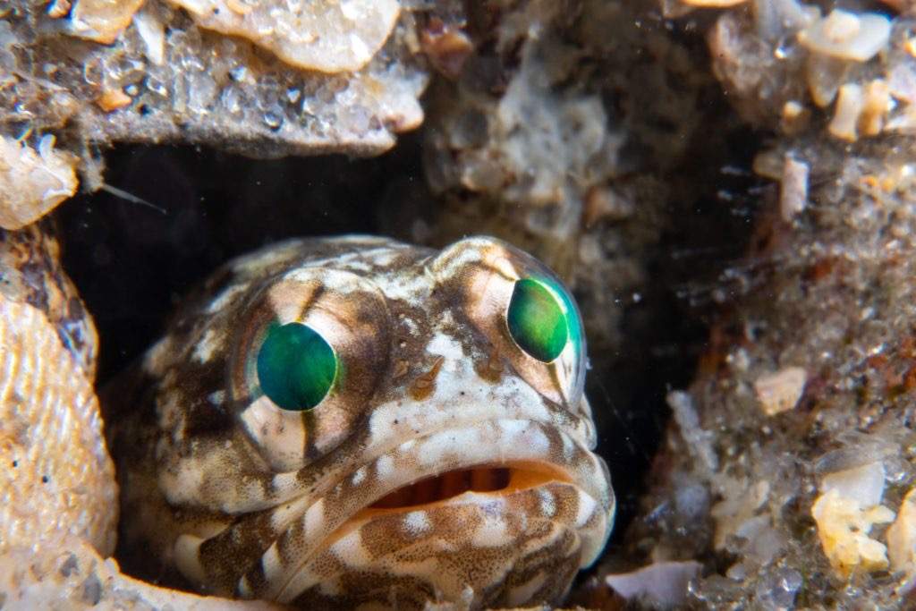 Whitehurst's Jawfish