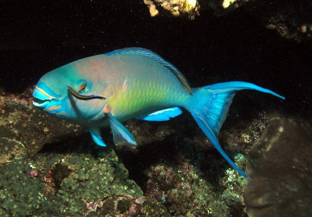Redlip Parrotfish