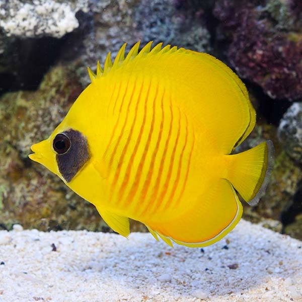 Golden Butterflyfish