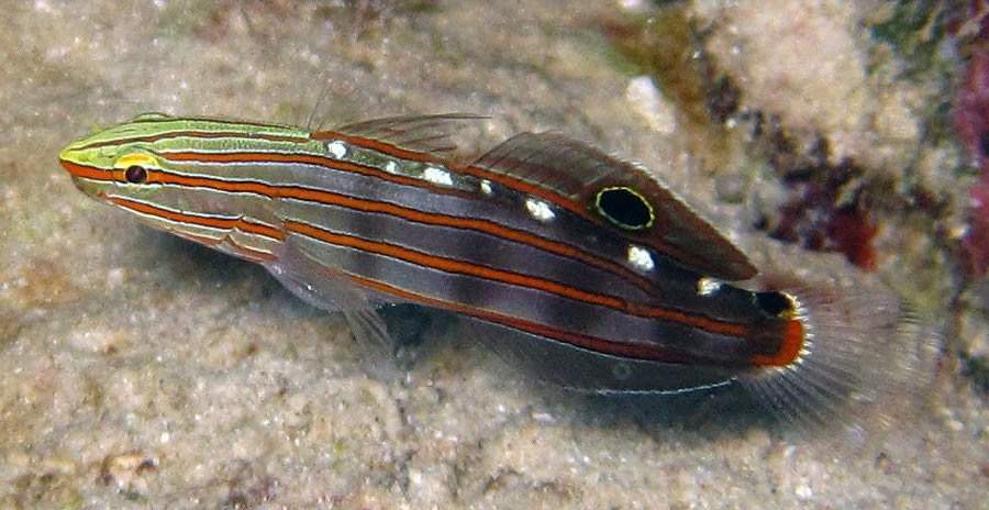 Old Glory Goby