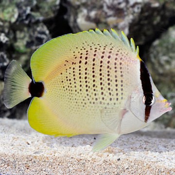 Melon Butterflyfish