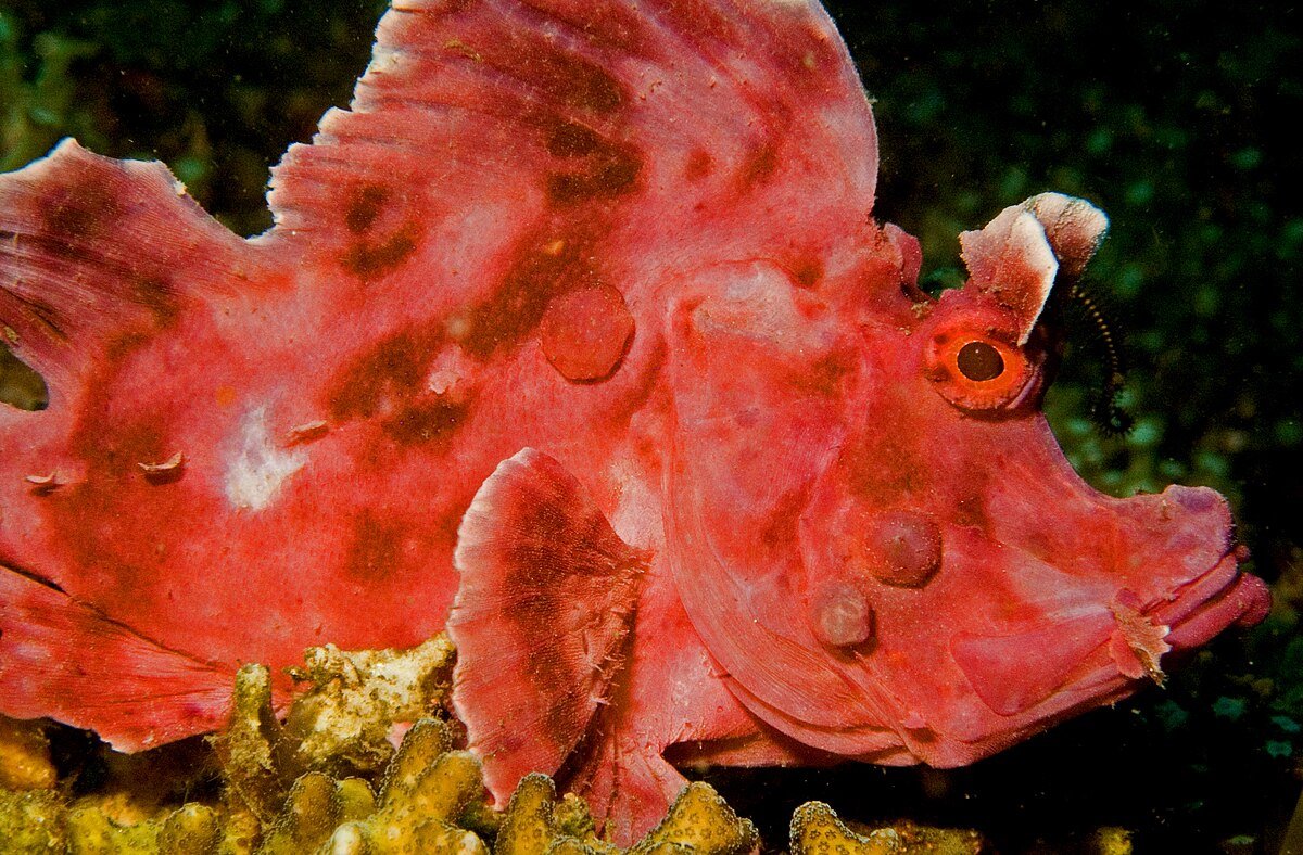 Paddleflap Scorpionfish