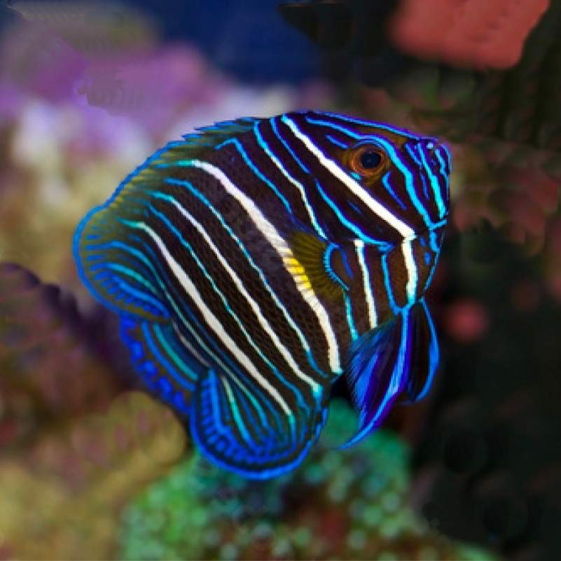 Blueface Angelfish