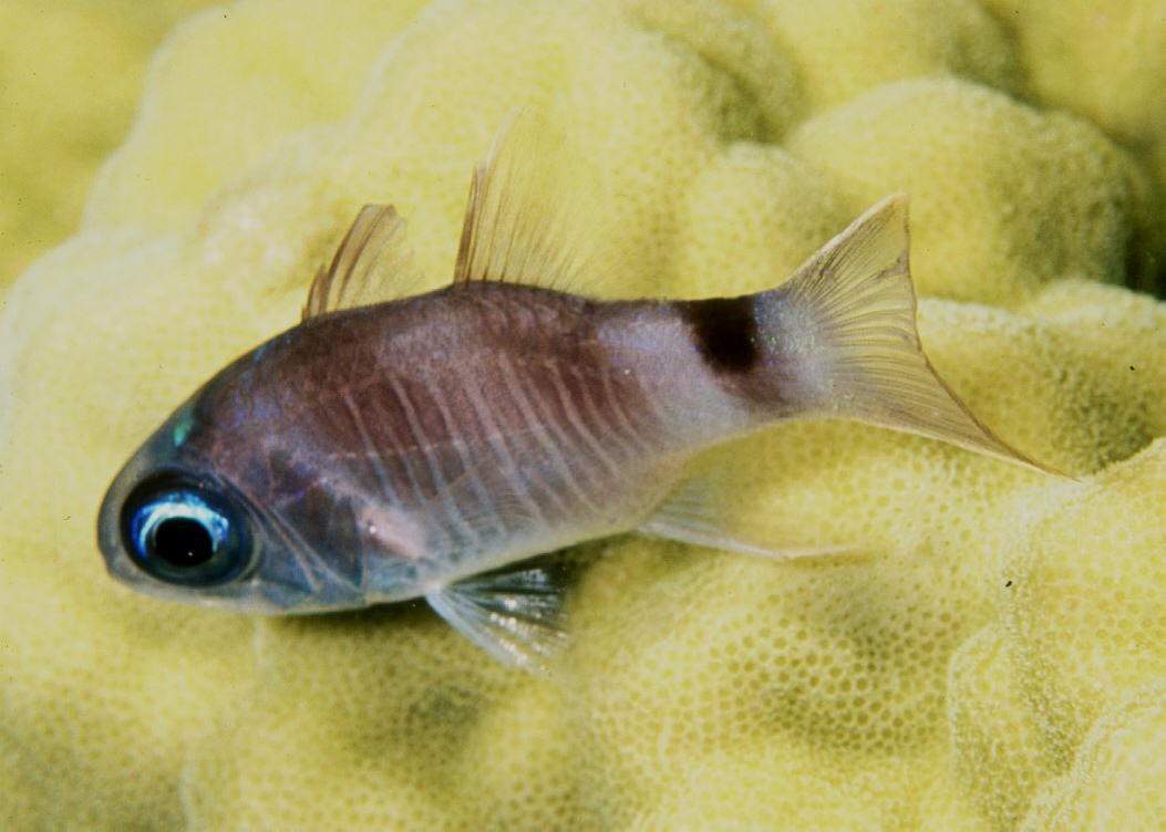 Banda Cardinalfish