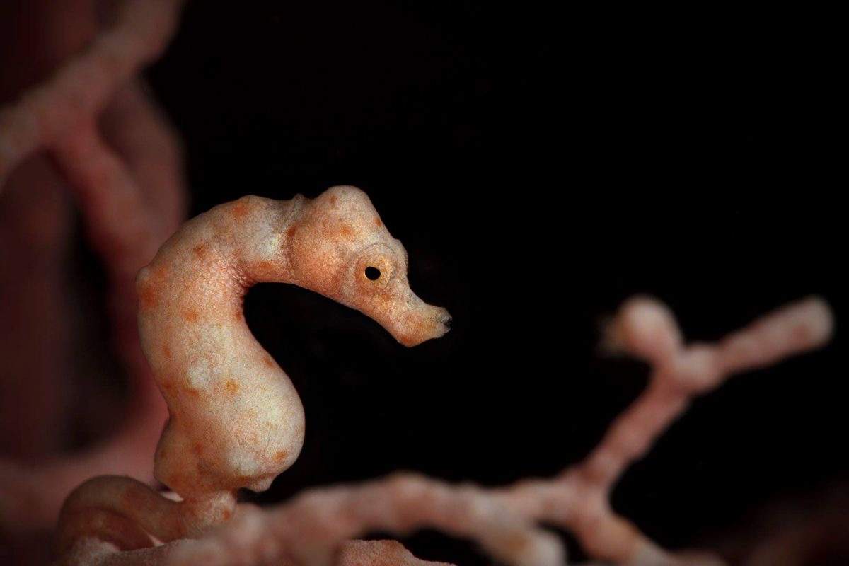 Denise's Pygmy Seahorse