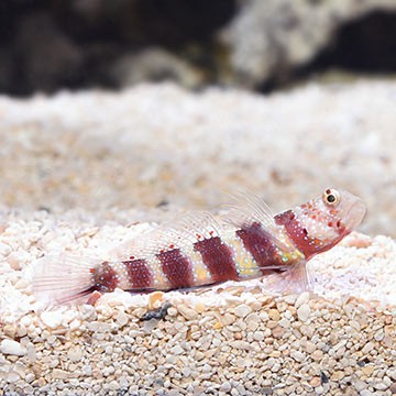Wheeler's Watchman Goby