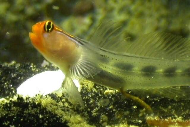 Delicate Goby