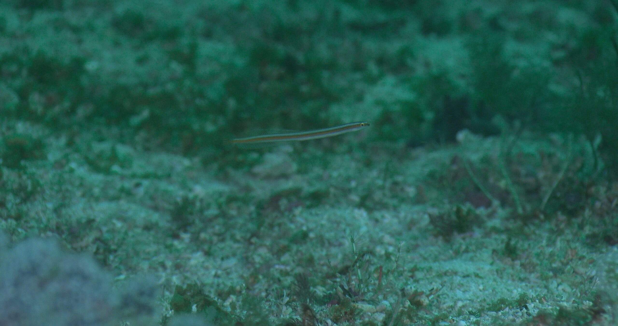 Greenband Wormfish