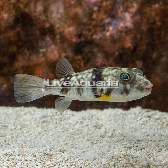 Milk Spotted Puffer