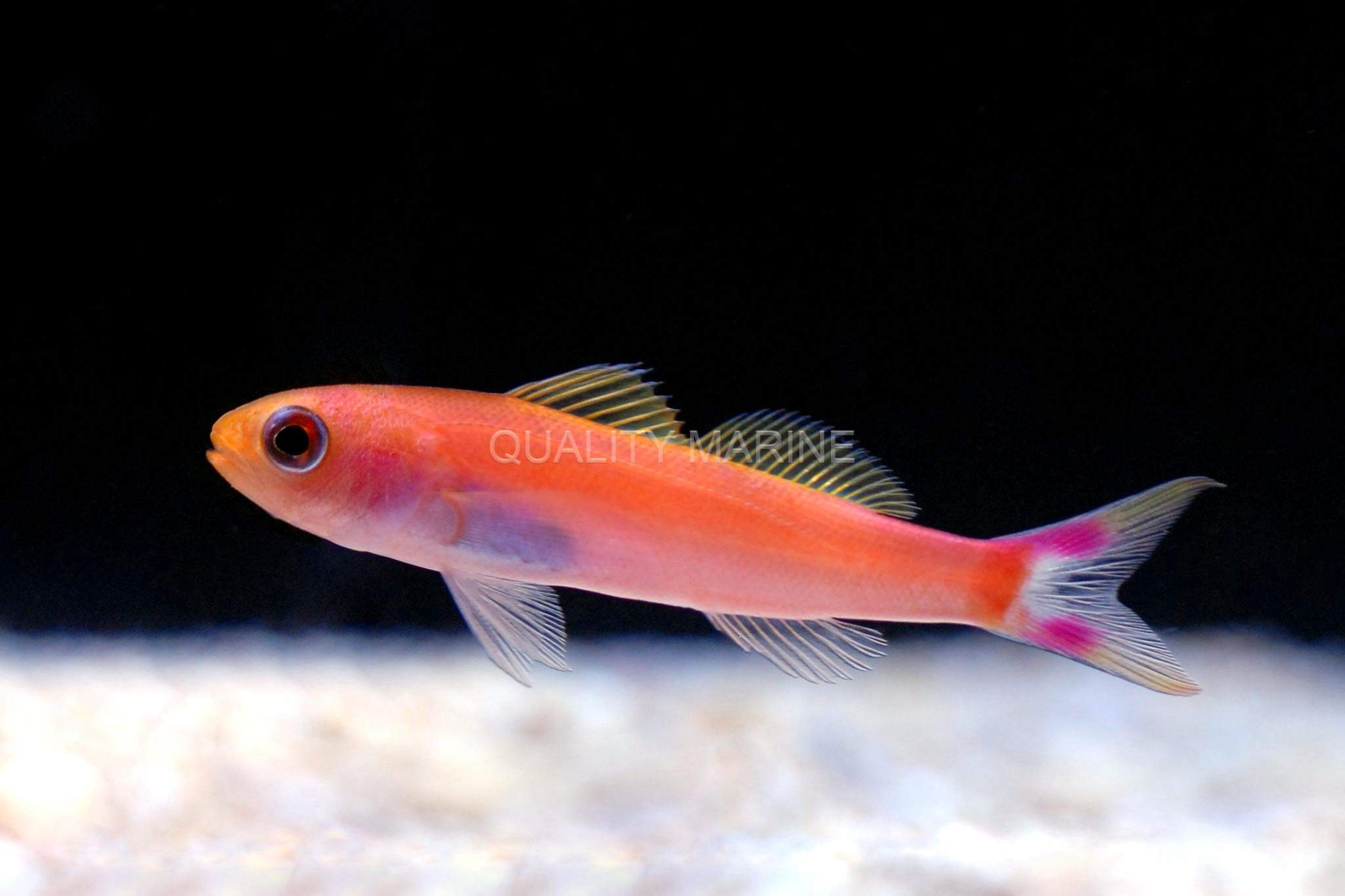 Seaver's Anthias
