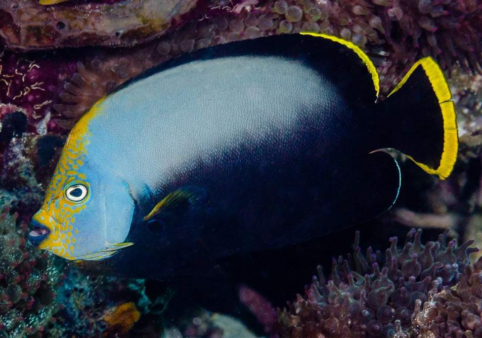 Black-Velvet Angelfish