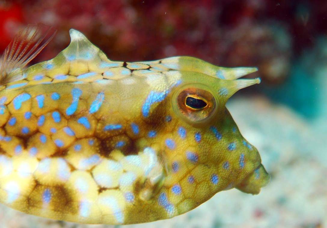 Thornback Cowfish